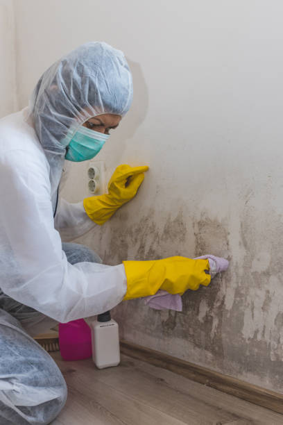 Best Emergency Mold Remediation  in Saratoga, WY