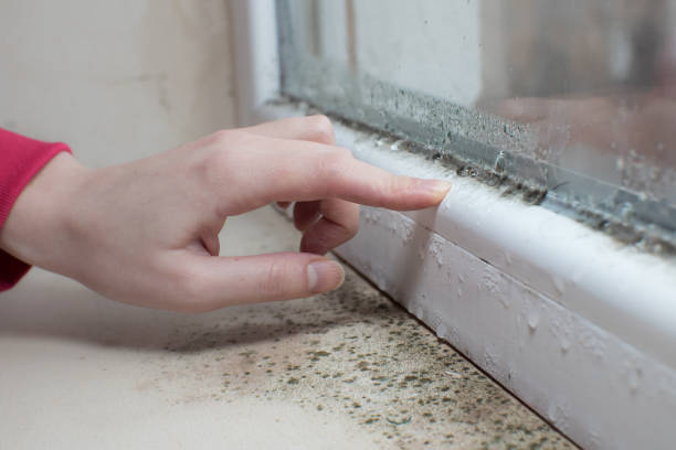 Best Industrial Mold Remediation  in Saratoga, WY